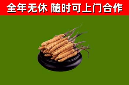 毕节回收冬虫夏草