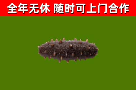 毕节回收海参干